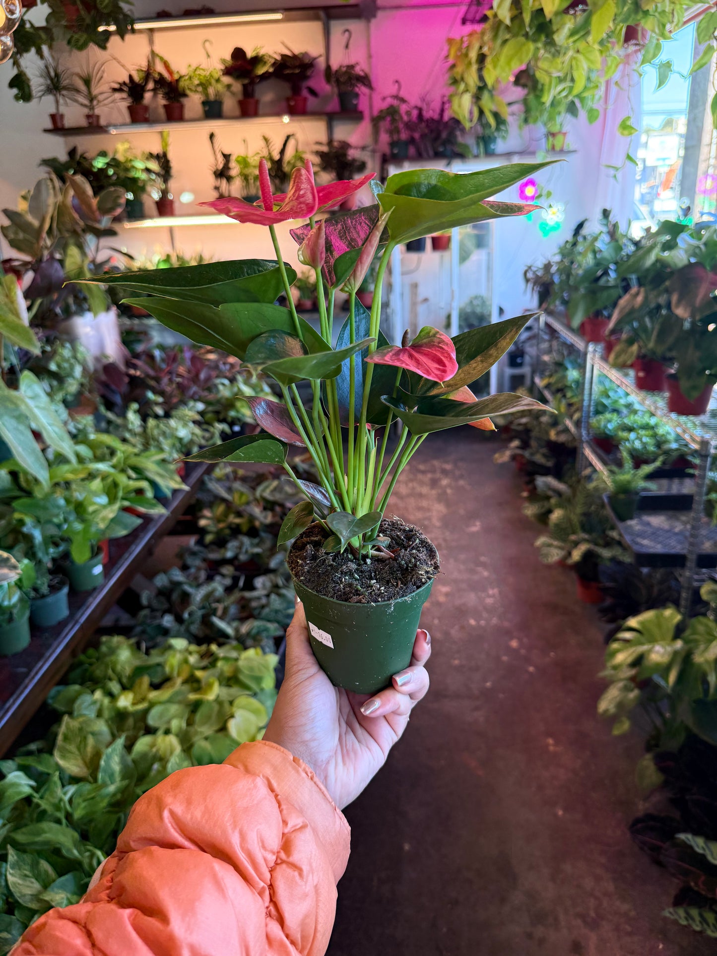 Anthurium ‘Sweet Dream’