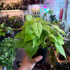 Philodendron Neon