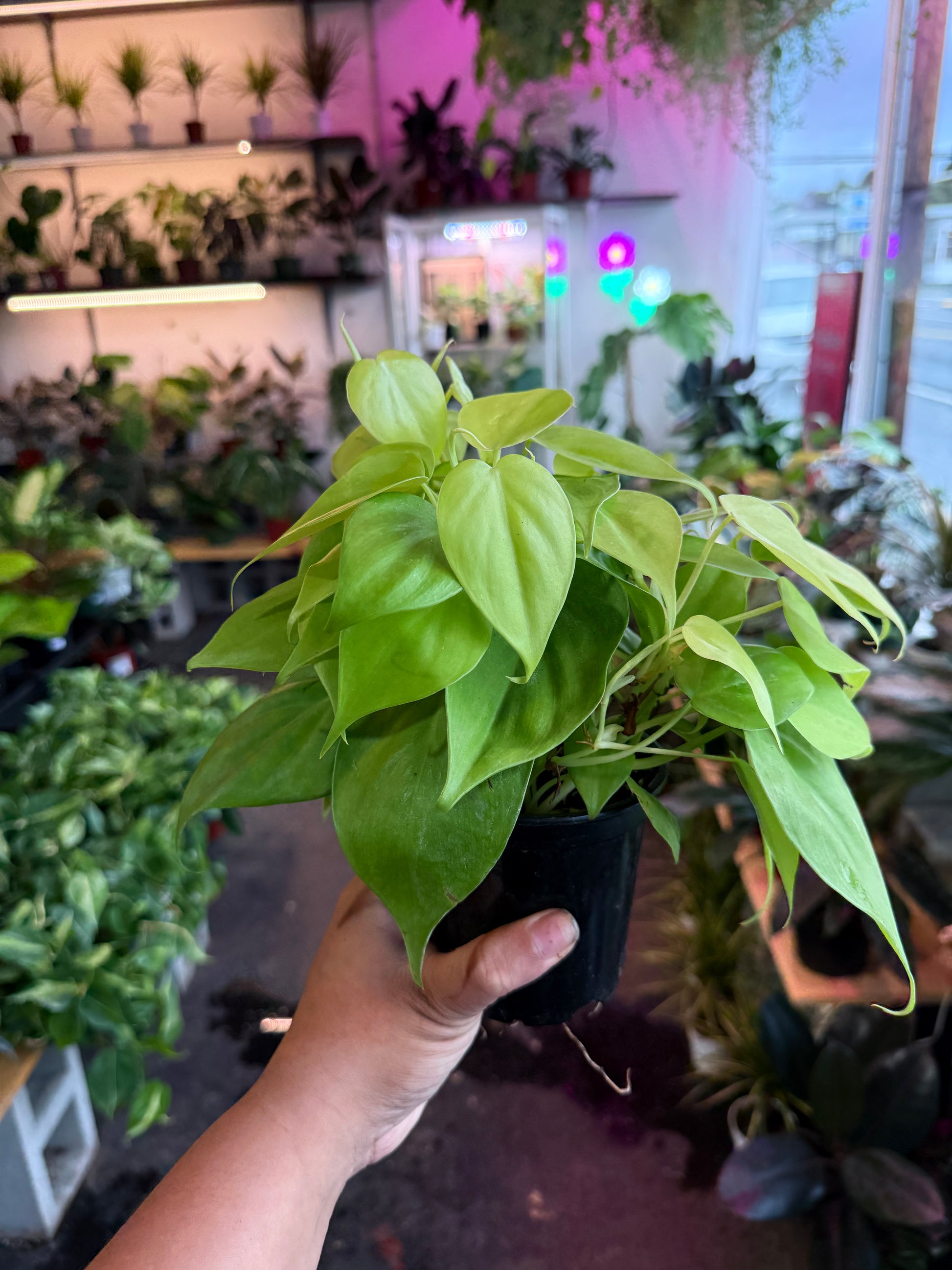 neon brasil philodendron Philodendron Neon – Humboldt Houseplants