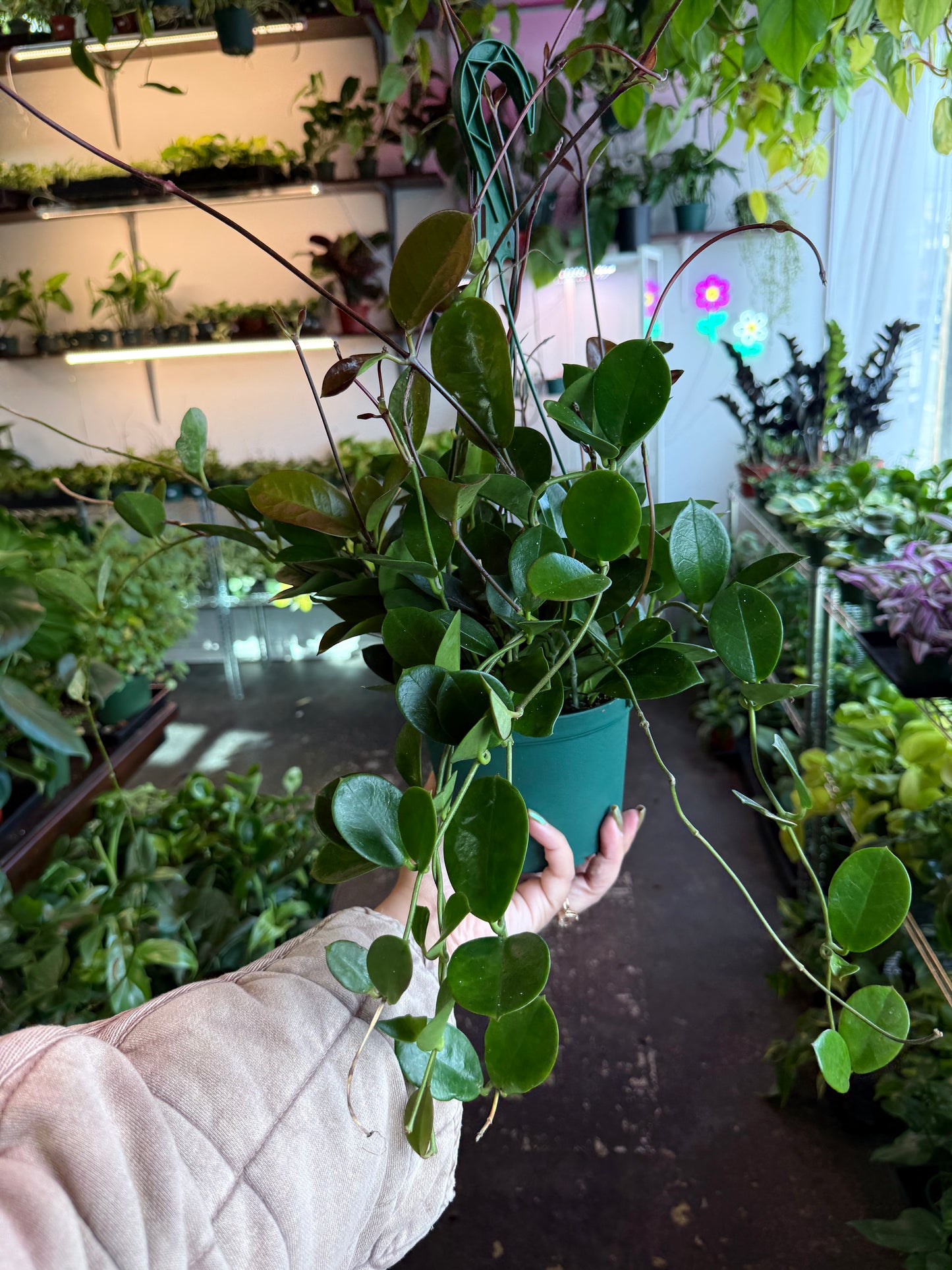 Hoya 'Australis'