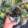 Peperomia ‘San Marino’