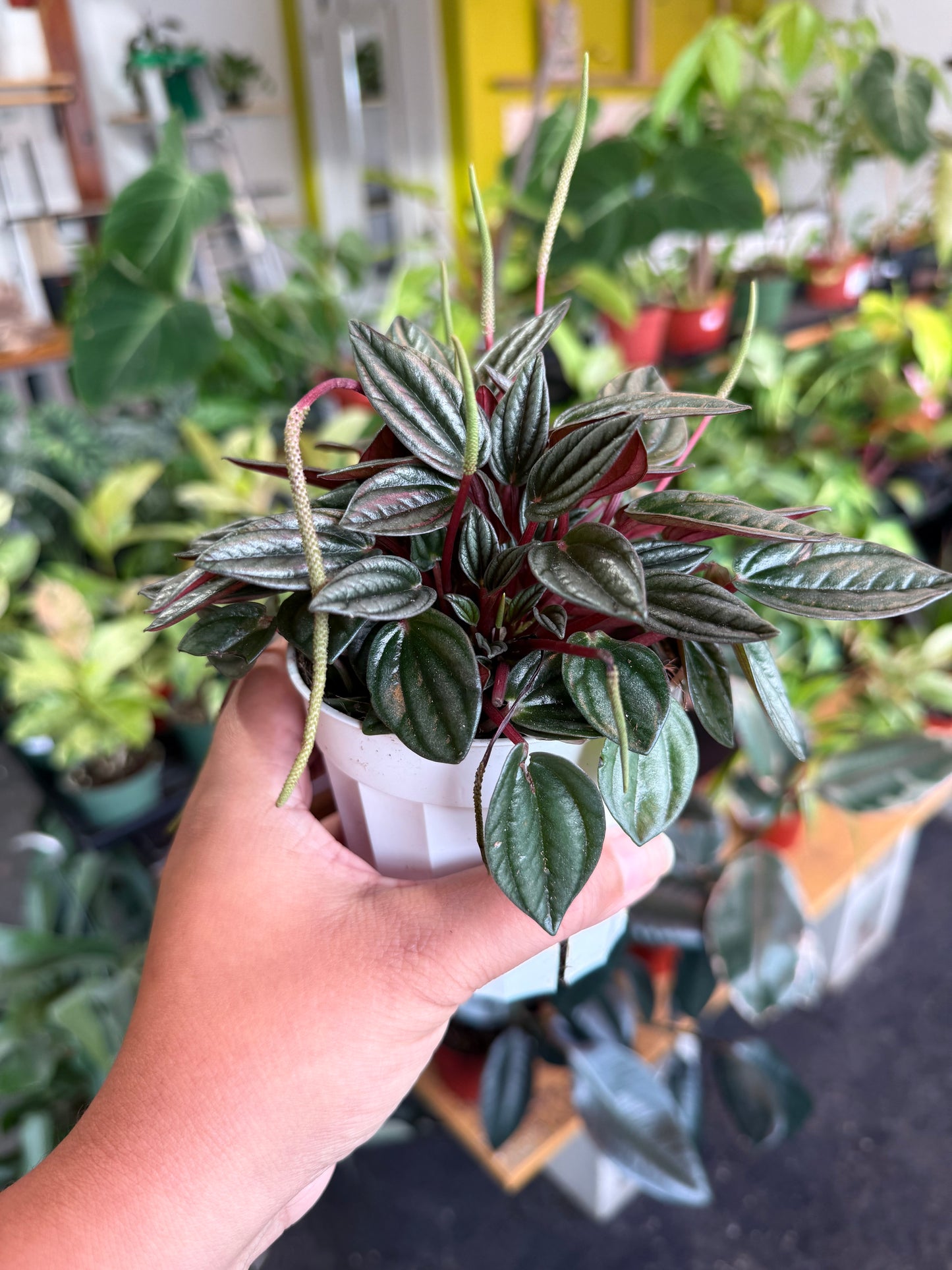 Peperomia ‘San Marino’