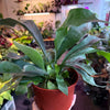 Staghorn Fern