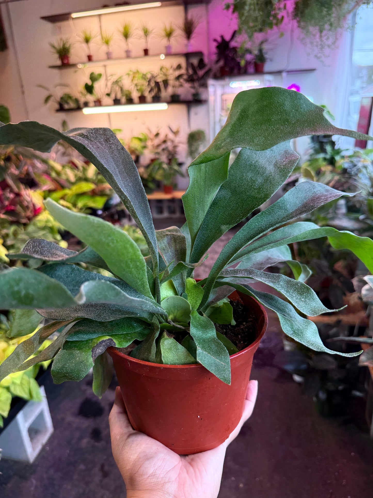 Staghorn Fern