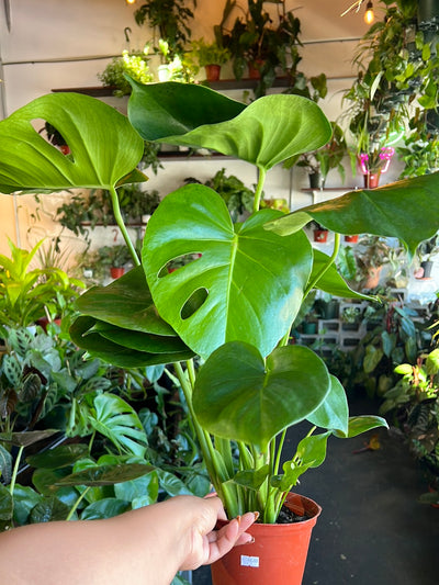 Philodendron Monstera Split-Leaf