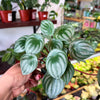 Peperomia Watermelon
