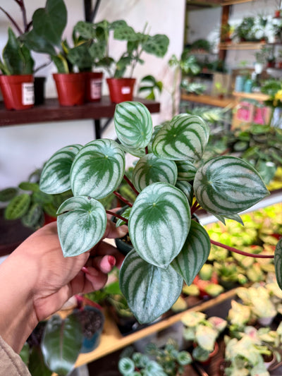 Peperomia Watermelon