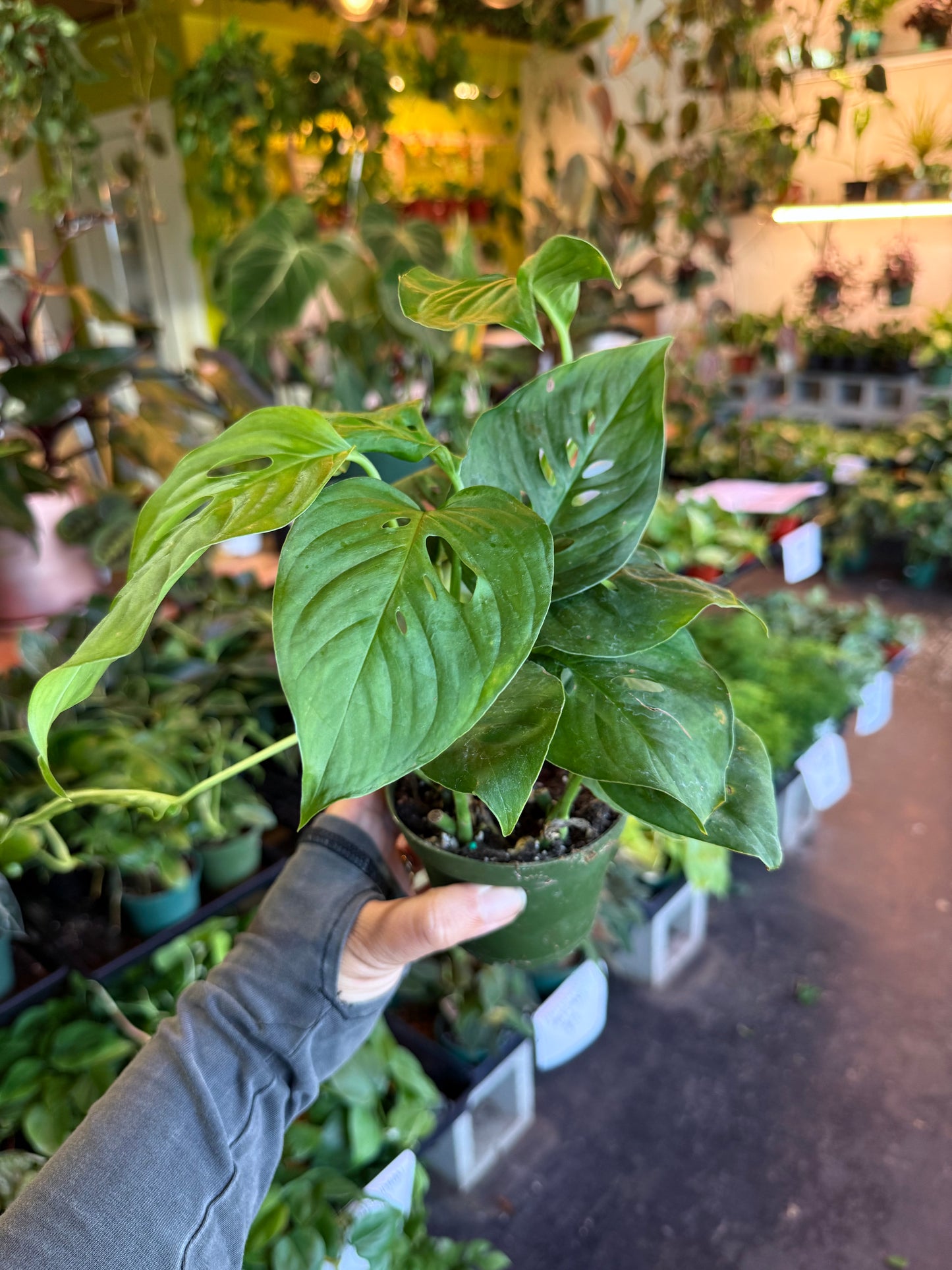 Monstera 'Adansonii'