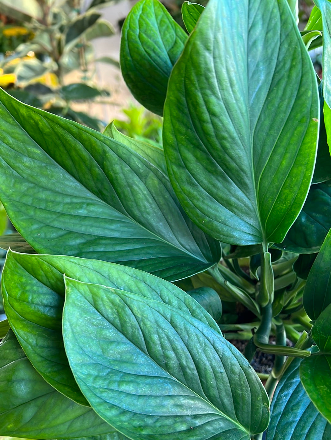 Monstera ‘Peru’