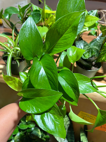 3 Easy Care Mystery Plants