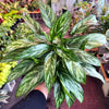 Aglaonema ‘Tigress’