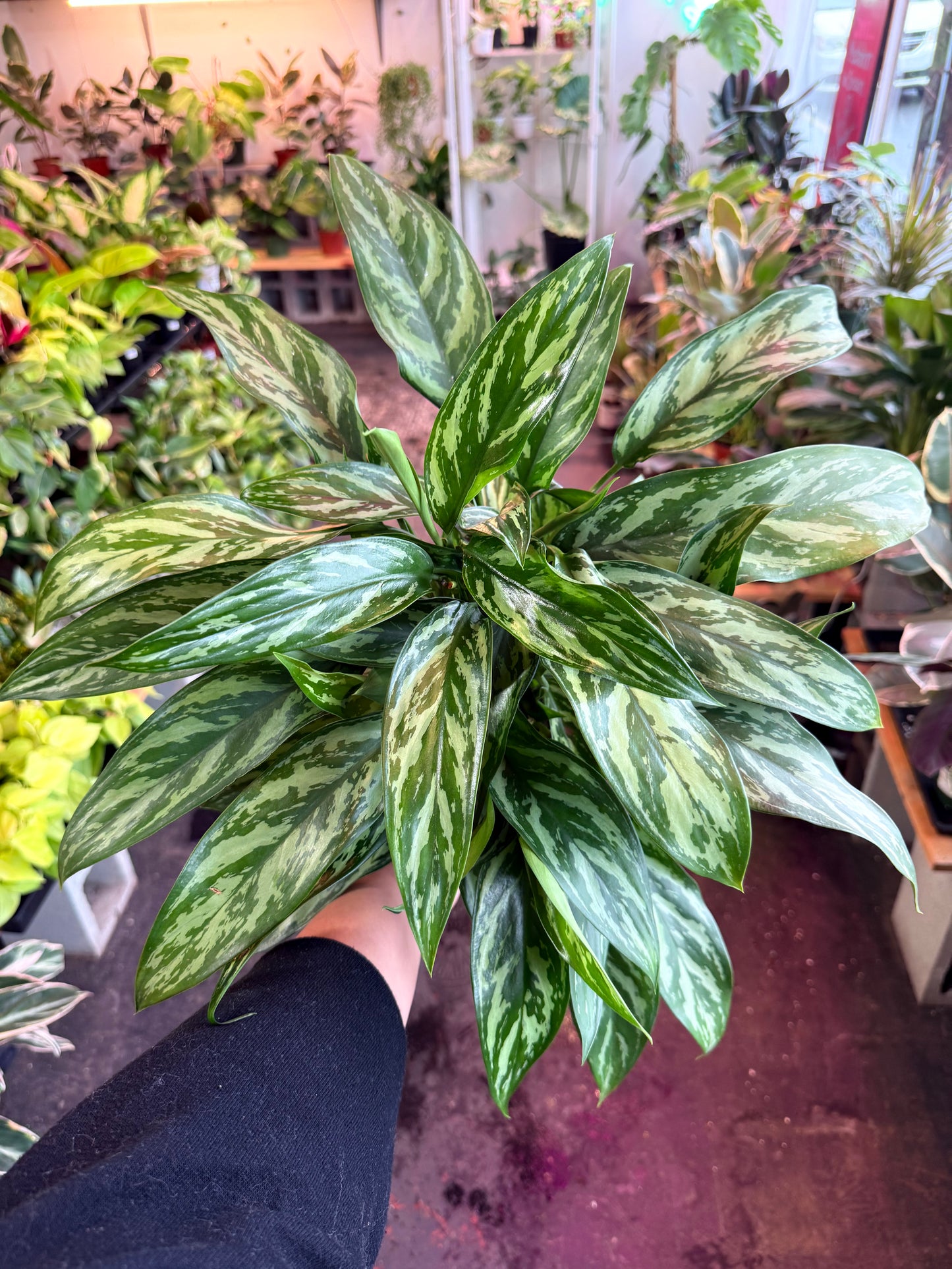 Aglaonema ‘Tigress’