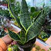 Sansevieria 'Futura'