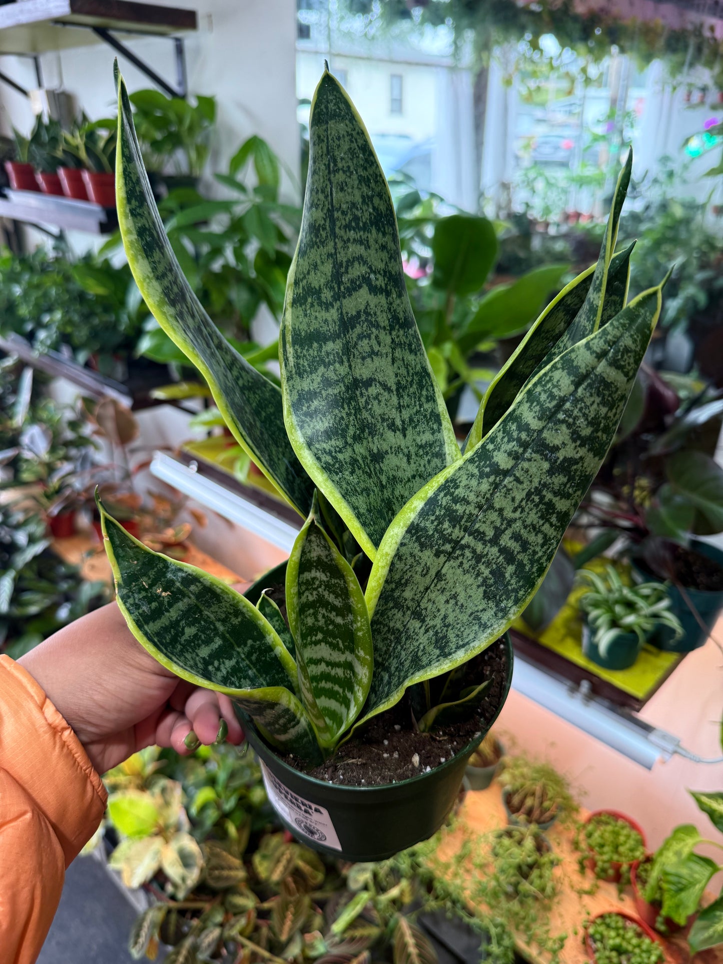 Sansevieria 'Futura'