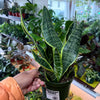 Sansevieria 'Futura'