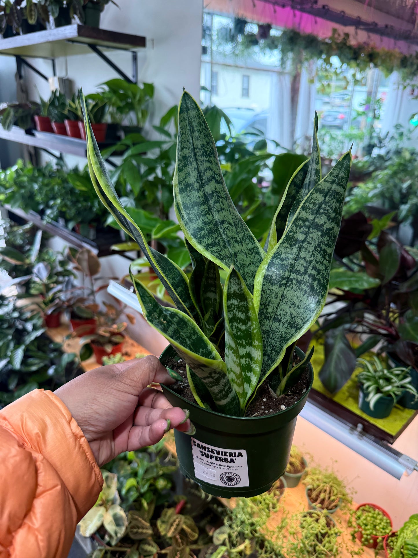 Sansevieria 'Futura'