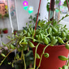 String of Watermelon