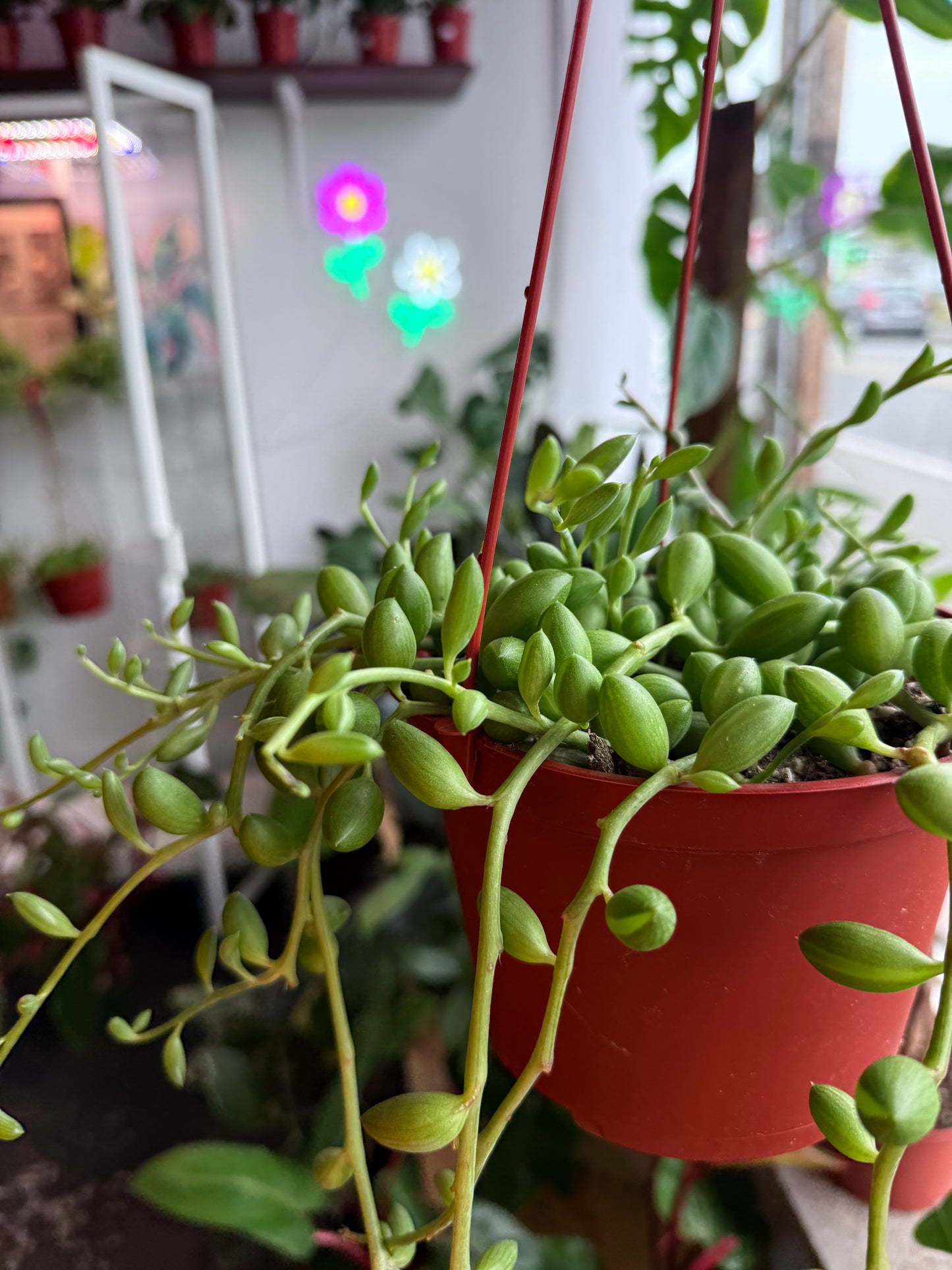 String of Watermelon