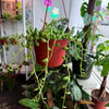 String of Watermelon