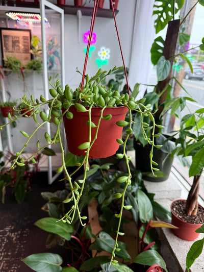 String of Watermelon