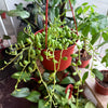 String of Watermelon