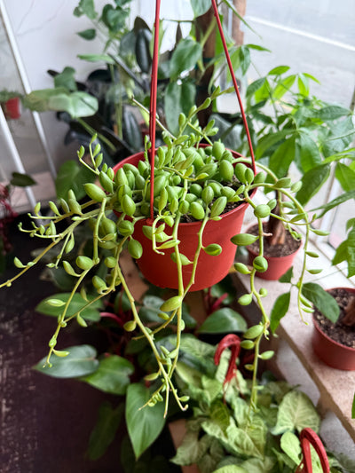 String of Watermelon