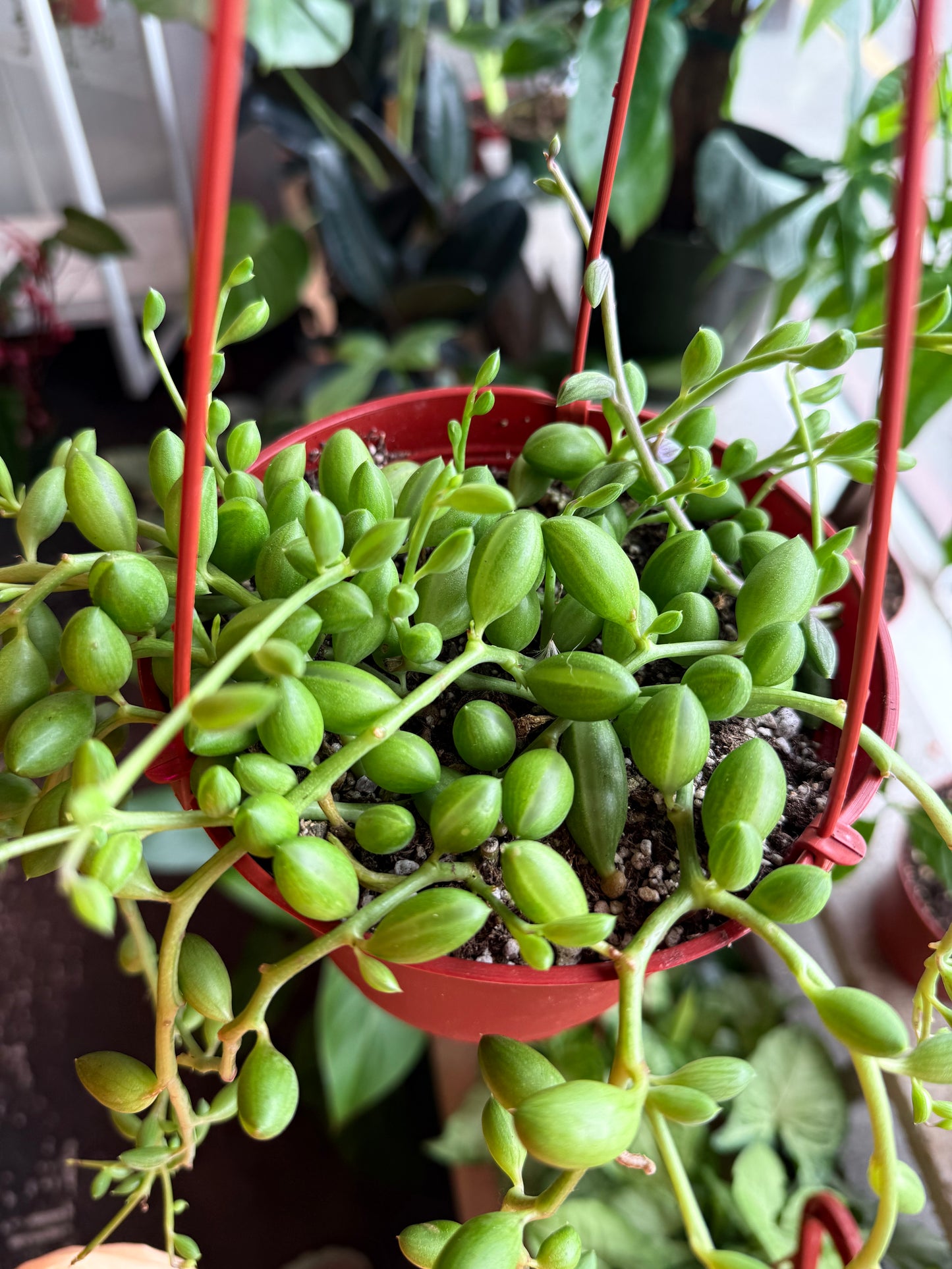 String of Watermelon