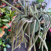 Rat Tail Cactus