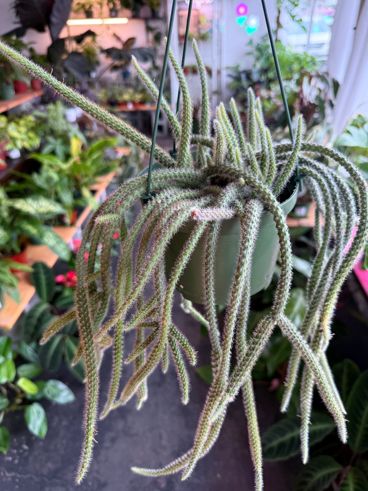 Rat Tail Cactus