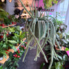 Rat Tail Cactus