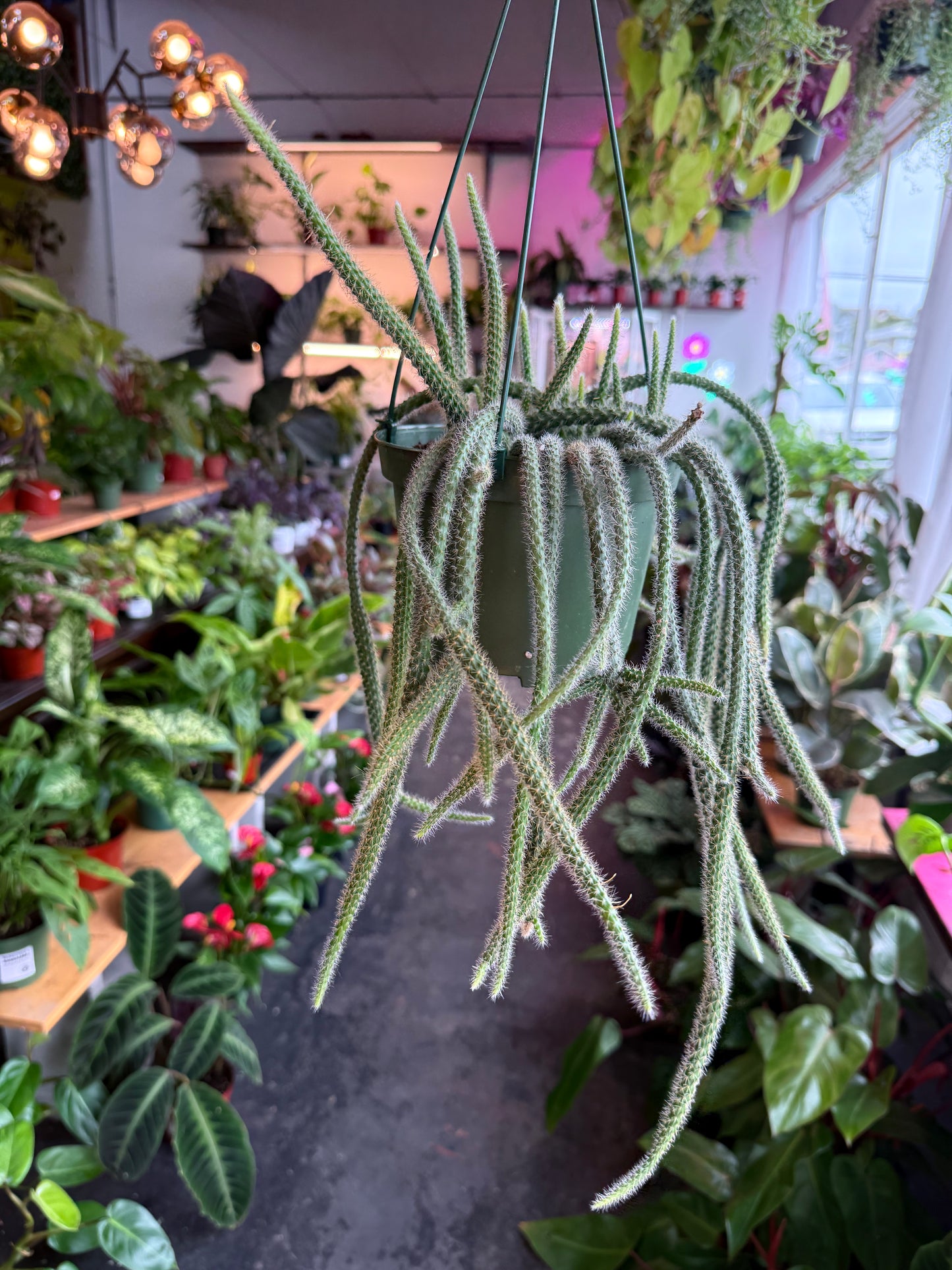 Rat Tail Cactus