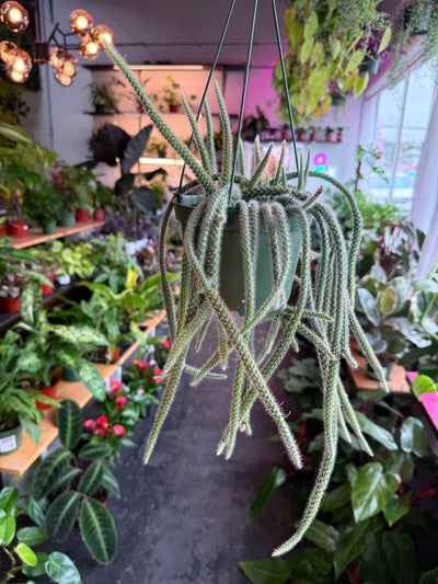 Rat Tail Cactus