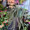Rat Tail Cactus