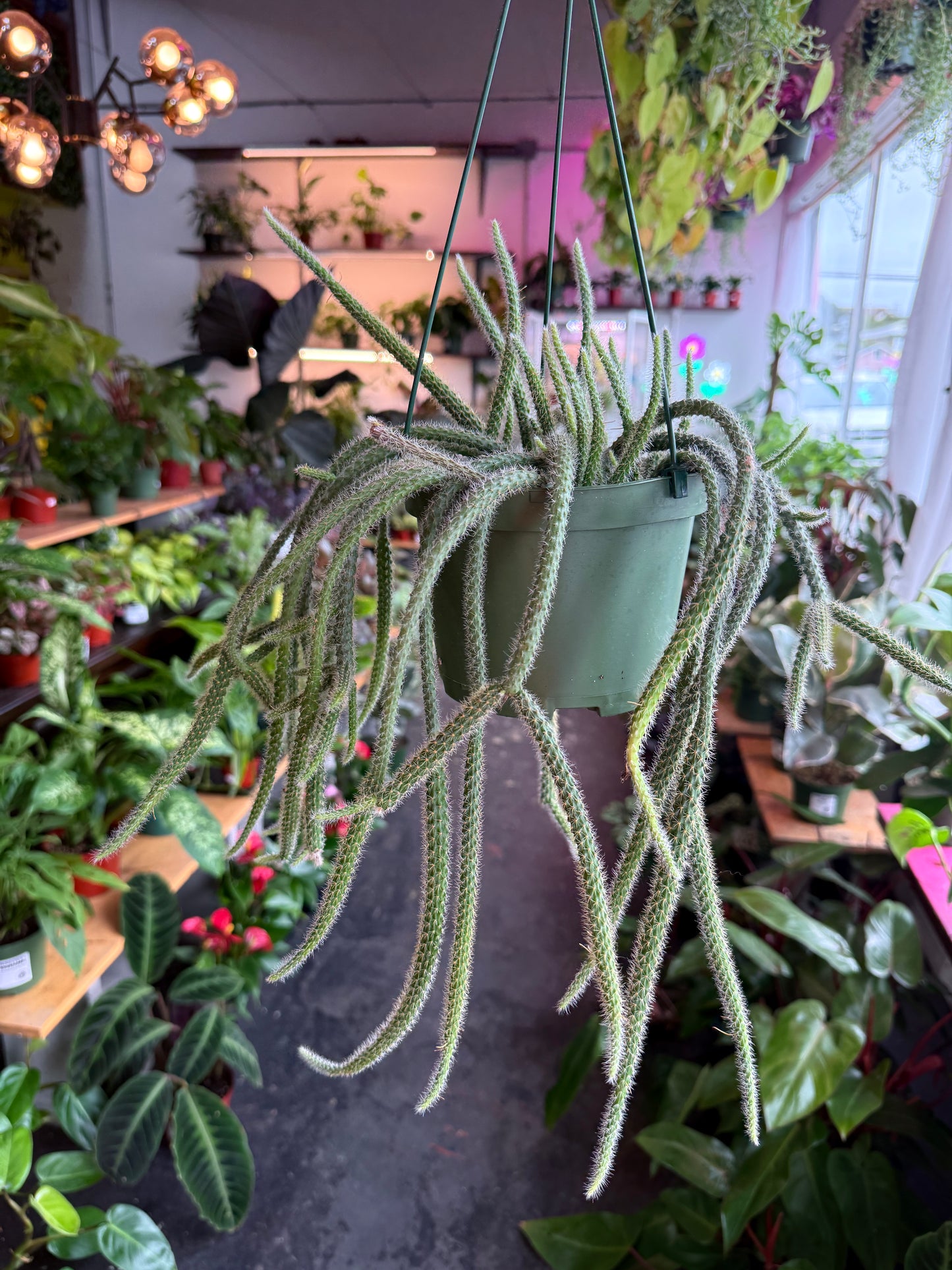 Rat Tail Cactus