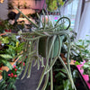 Rat Tail Cactus