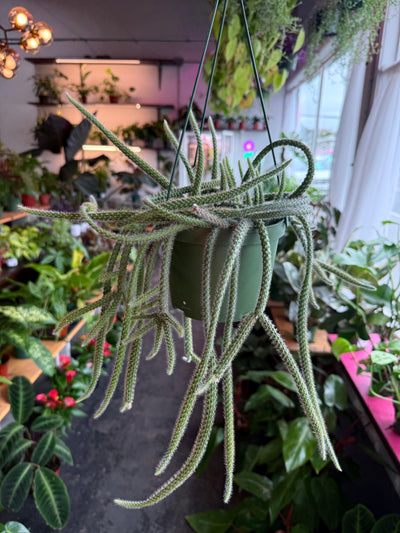 Rat Tail Cactus