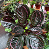 Calathea 'Dottie'