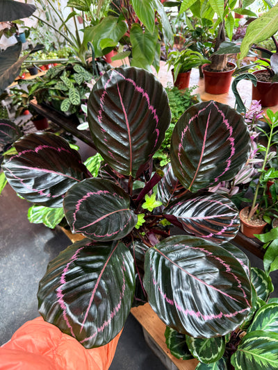 Calathea 'Dottie'