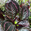 Calathea 'Dottie'