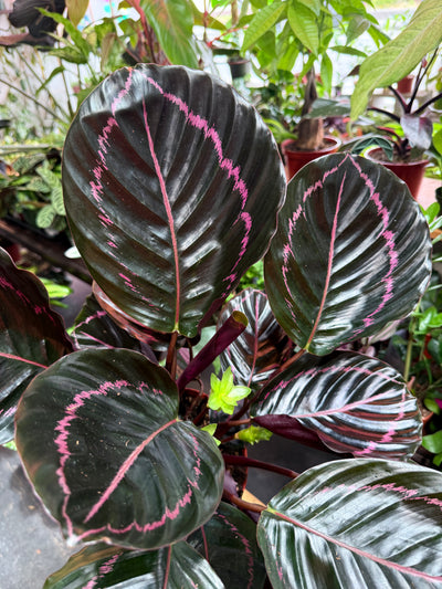 Calathea 'Dottie'