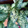 Dieffenbachia ‘Maria’