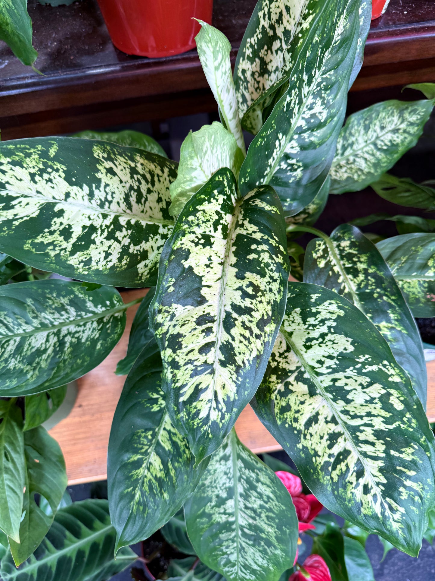 Dieffenbachia ‘Maria’