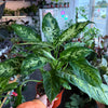 Dieffenbachia ‘Maria’