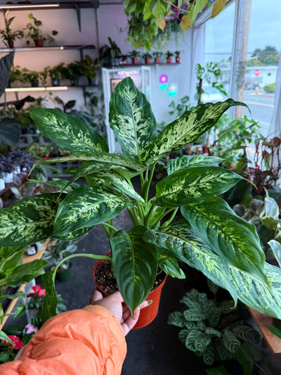 Dieffenbachia ‘Maria’