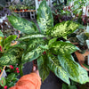 Dieffenbachia ‘Maria’