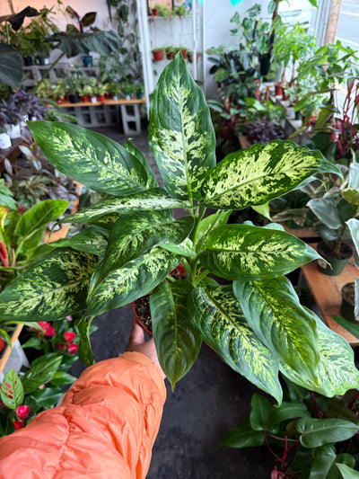 Dieffenbachia ‘Maria’