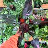 Philodendron 'Pink Princess'