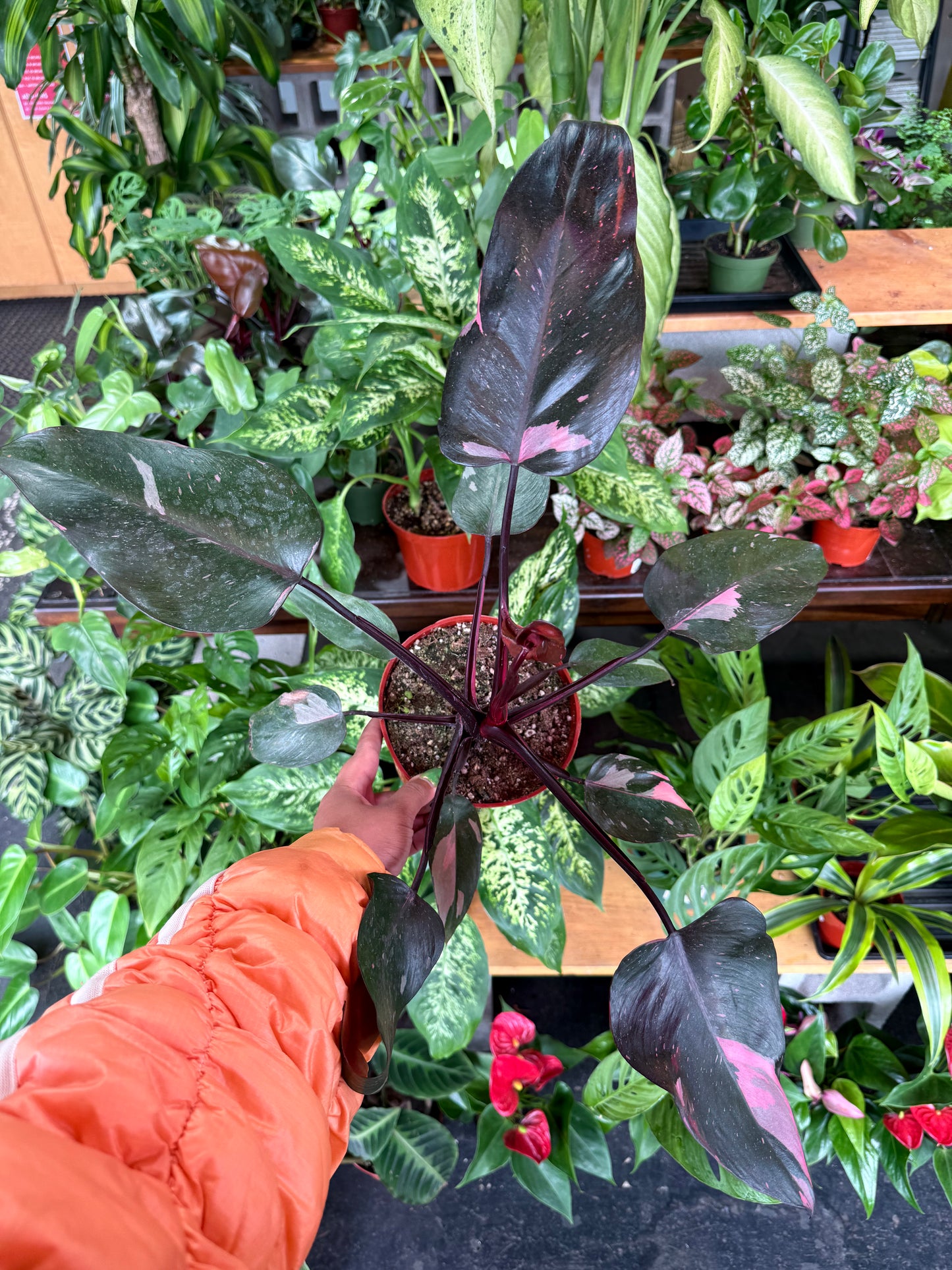 Philodendron 'Pink Princess'