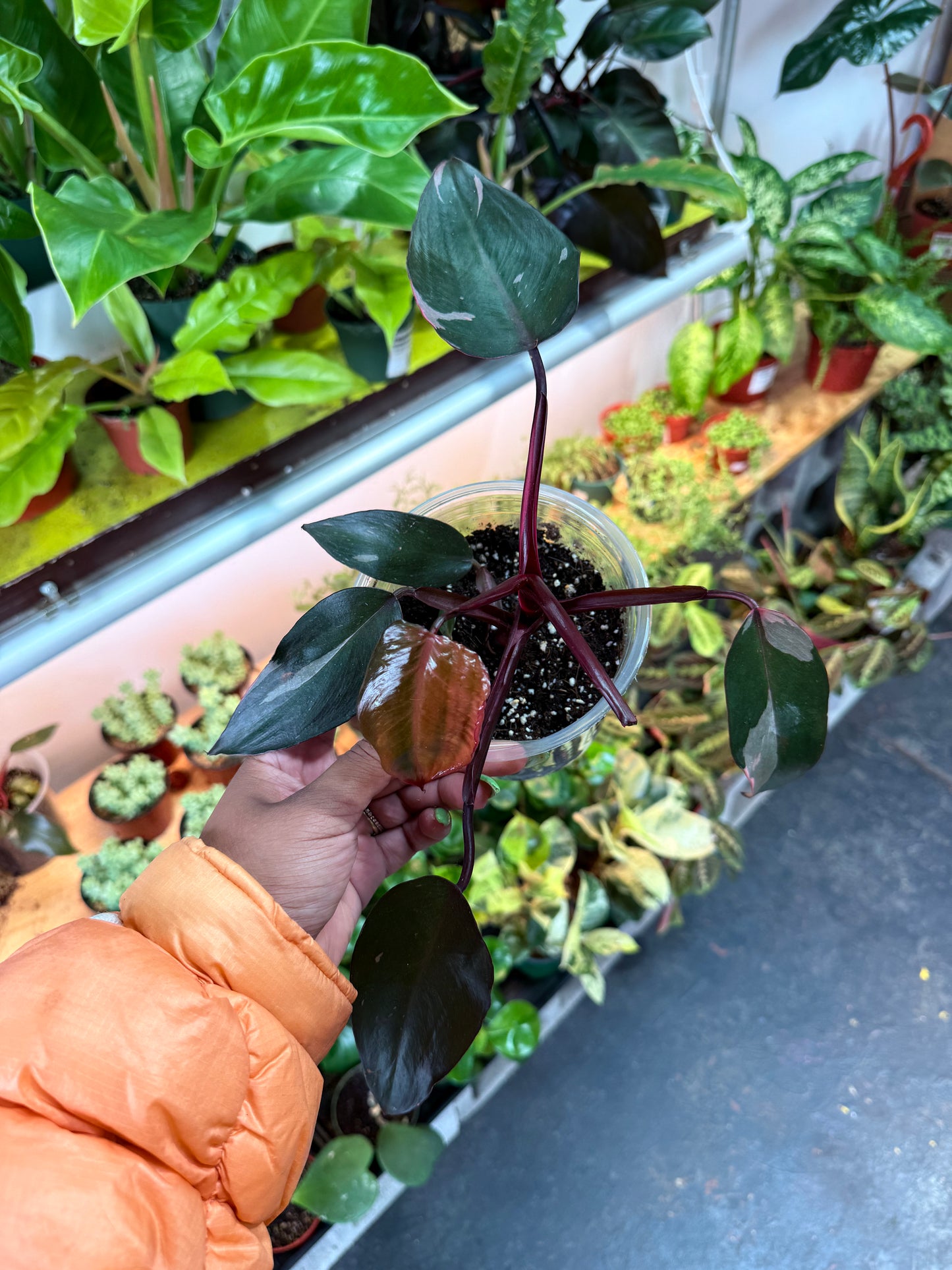 Philodendron 'Pink Princess'