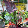 Philodendron 'Pink Princess'